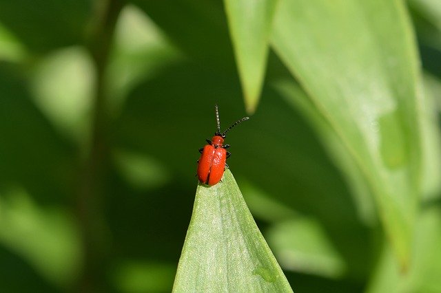 Free download Beetle Red Lily -  free photo or picture to be edited with GIMP online image editor