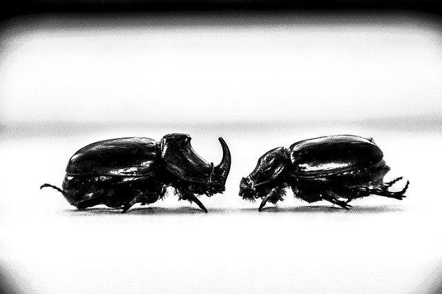 Gratis download Beetle Rhino Insect - gratis foto of afbeelding om te bewerken met GIMP online afbeeldingseditor