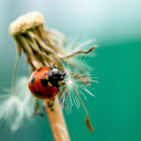 Beetles  screen for extension Chrome web store in OffiDocs Chromium