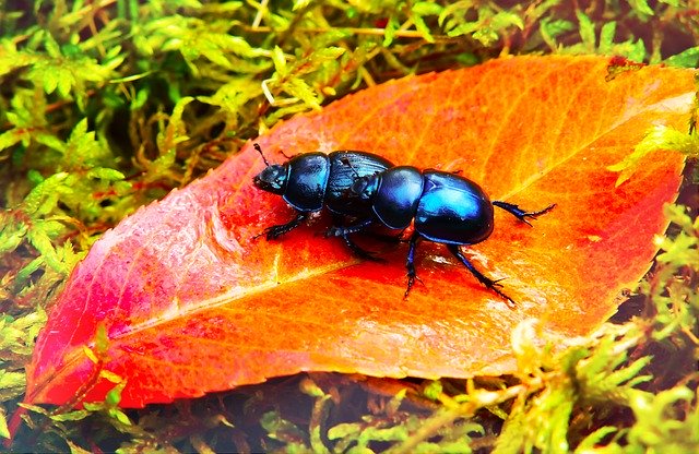 Free download Beetles Forest Insects Leaf -  free photo or picture to be edited with GIMP online image editor