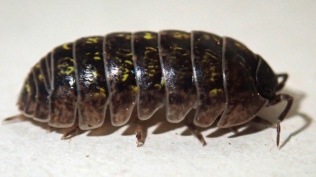 Muat turun percuma Beetle Slater Wood Louse - foto atau gambar percuma untuk diedit dengan editor imej dalam talian GIMP