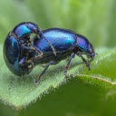 Beetles on a leaf  screen for extension Chrome web store in OffiDocs Chromium