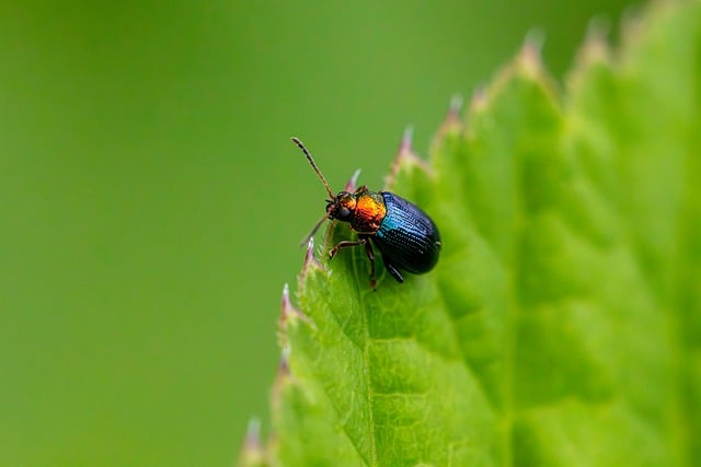 Free download beetle species beetles free picture to be edited with GIMP free online image editor