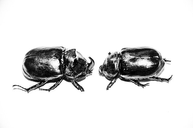 Muat turun percuma Beetles Rhinoceros Black And White - foto atau gambar percuma untuk diedit dengan editor imej dalam talian GIMP
