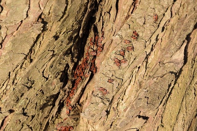 カブトムシの木の春を無料でダウンロード-GIMPオンラインイメージエディターで編集できる無料の写真または画像