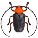 beetle wallpaper  screen for extension Chrome web store in OffiDocs Chromium