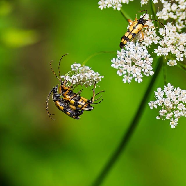 Free download beetle wasp beetles insect close up free picture to be edited with GIMP free online image editor