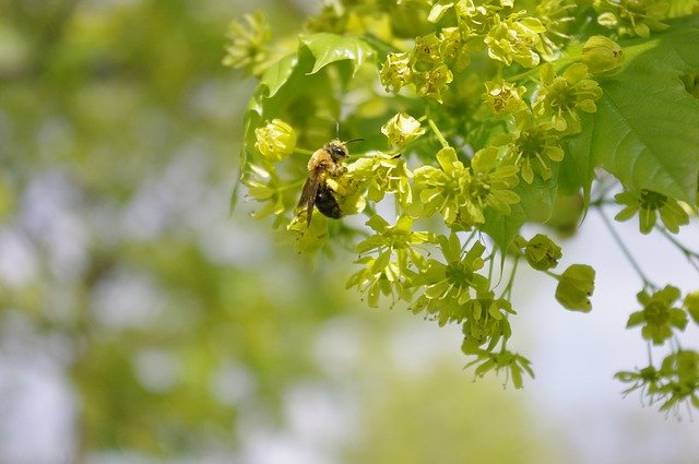 تنزيل Bee Tree Flower مجانًا - صورة أو صورة مجانية ليتم تحريرها باستخدام محرر الصور عبر الإنترنت GIMP