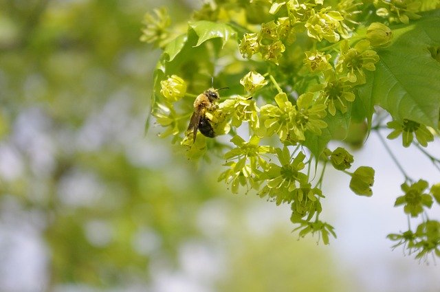 Free download Bee Tree Flower -  free photo or picture to be edited with GIMP online image editor