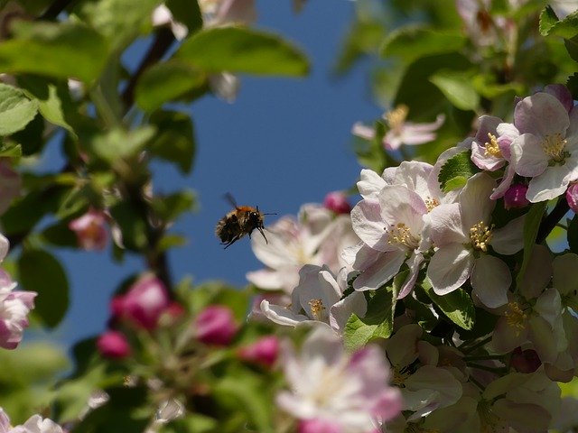 Free download Bee Tree Spring Apple -  free photo or picture to be edited with GIMP online image editor