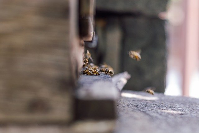 Free download bee ul apiary honey ecological free picture to be edited with GIMP free online image editor
