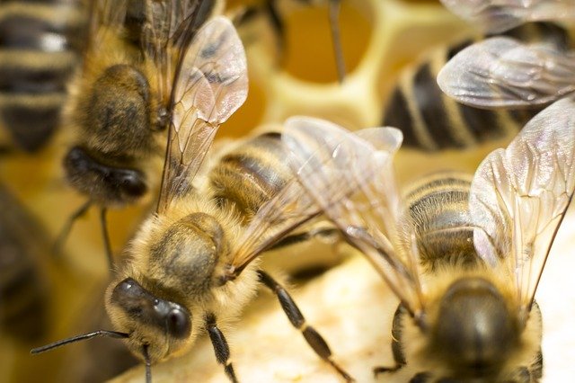 Unduh gratis gambar perlebahan serangga lebah madu gratis untuk diedit dengan editor gambar online gratis GIMP