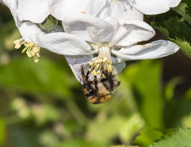 ดาวน์โหลดฟรี Bee Wasp Insect - ภาพถ่ายหรือรูปภาพฟรีที่จะแก้ไขด้วยโปรแกรมแก้ไขรูปภาพออนไลน์ GIMP