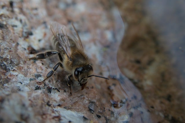 Free download bee water insect thirst garden free picture to be edited with GIMP free online image editor