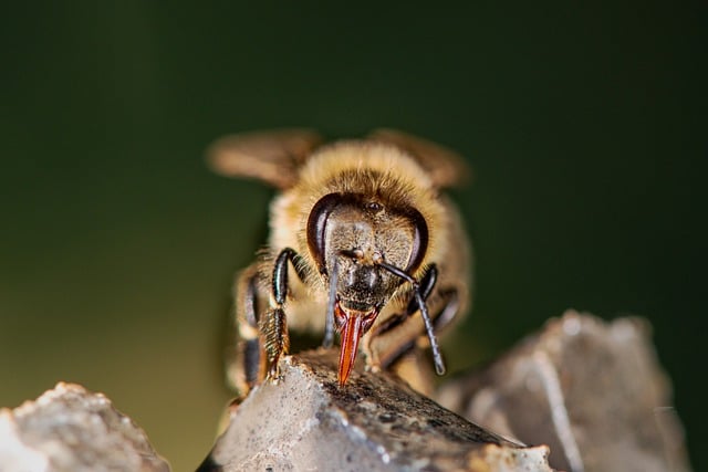 Free download bee western honey bee free picture to be edited with GIMP free online image editor