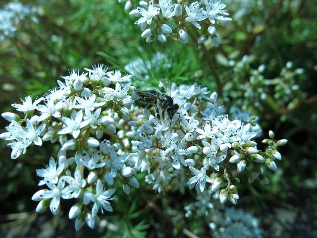 Muat turun percuma Album Sedum Bee White Stonecrop - foto atau gambar percuma untuk diedit dengan editor imej dalam talian GIMP