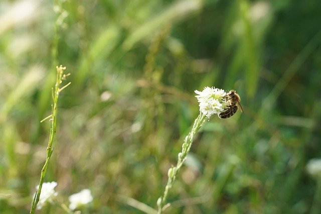 Download gratuito Bee Wild Insect: foto o immagine gratuita da modificare con l'editor di immagini online GIMP