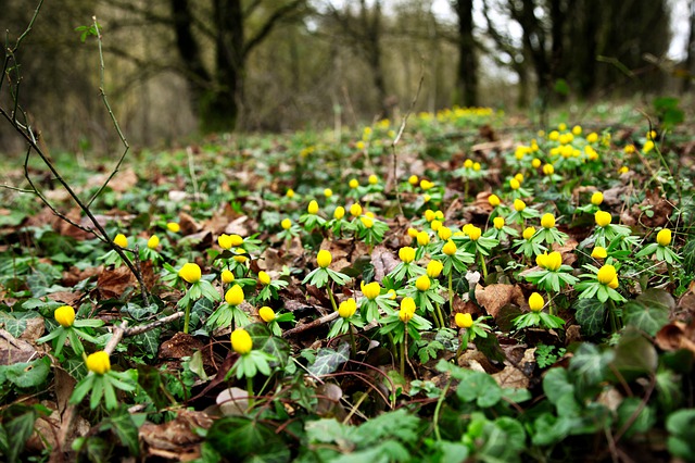 Free download beginning of spring winterlings free picture to be edited with GIMP free online image editor