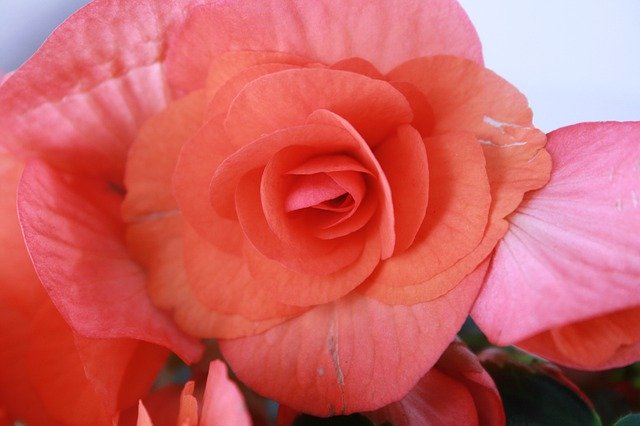 Free download Begonia Flower Pink -  free photo or picture to be edited with GIMP online image editor