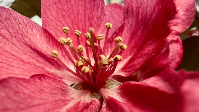 Free download begonia flowers stamen close up free picture to be edited with GIMP free online image editor