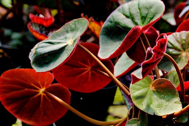 Free download begonia leaves plant nature flora free picture to be edited with GIMP free online image editor