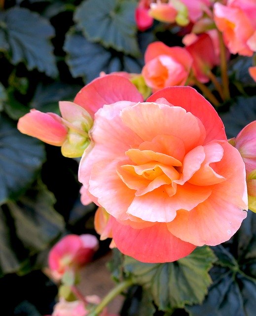 Free download Begonia Pink Tuberous -  free photo or picture to be edited with GIMP online image editor
