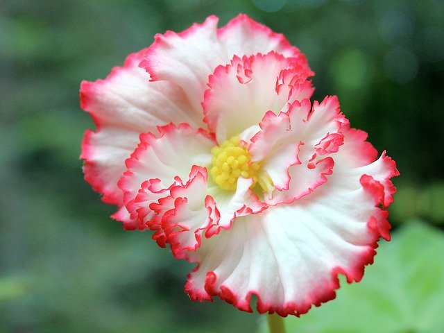Free download Begonia Tuberous -  free photo or picture to be edited with GIMP online image editor