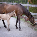 Beige foal  screen for extension Chrome web store in OffiDocs Chromium