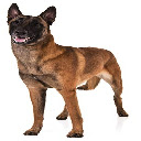 belgian malinois  screen for extension Chrome web store in OffiDocs Chromium