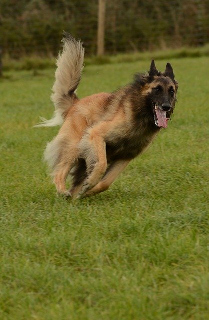 Free download Belgian Shepherd Tervuren -  free photo or picture to be edited with GIMP online image editor