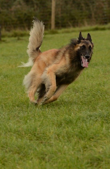 تنزيل Belgian Shepherd Tervuren مجانًا - صورة أو صورة مجانية ليتم تحريرها باستخدام محرر الصور عبر الإنترنت GIMP