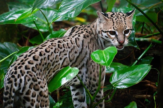 Free download belize ocelot cat animal wildlife free picture to be edited with GIMP free online image editor