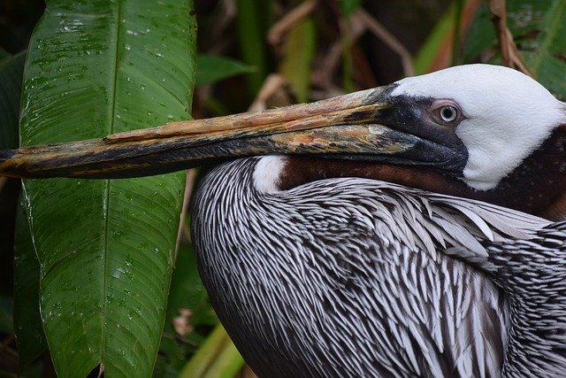 Free download Belize Pelican -  free photo or picture to be edited with GIMP online image editor