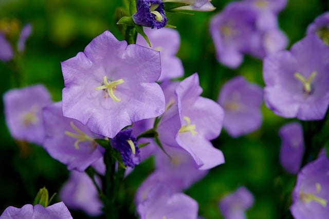 Free download bell flower blue flower blue free picture to be edited with GIMP free online image editor