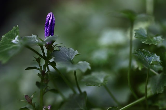 Free download bellflower campanula bud free picture to be edited with GIMP free online image editor