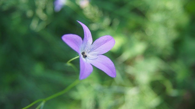 Free download Bellflower Wildflowers Flower -  free photo or picture to be edited with GIMP online image editor