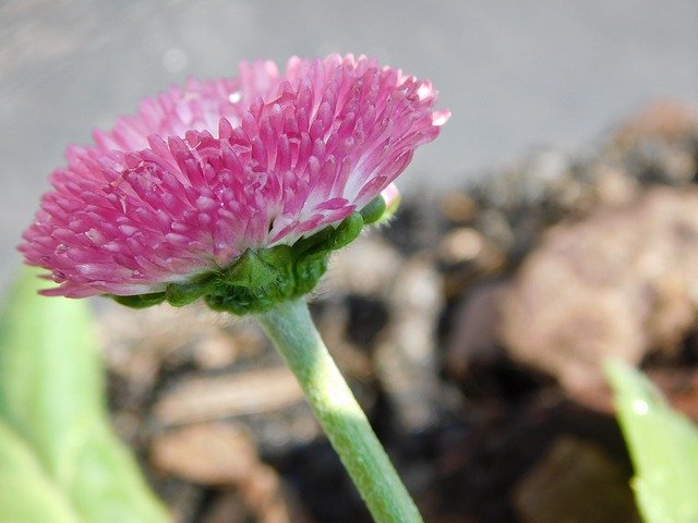 Free download Bellis Geese Flower -  free photo or picture to be edited with GIMP online image editor