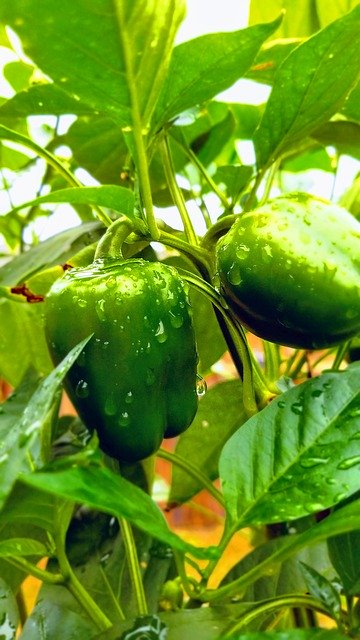 Descărcare gratuită Bell Peppers Sweet - fotografie sau imagini gratuite pentru a fi editate cu editorul de imagini online GIMP