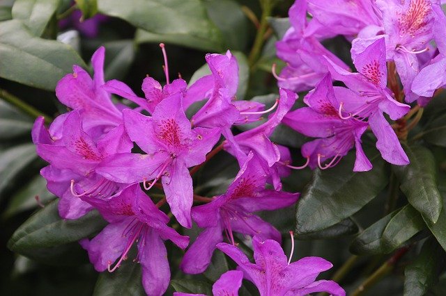 Free download Bells Flower Petals -  free photo or picture to be edited with GIMP online image editor