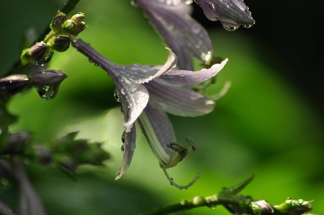 Bezpłatne pobieranie Nazwa hosta Bells Flowers - bezpłatne zdjęcie lub obraz do edycji za pomocą internetowego edytora obrazów GIMP