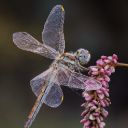 BELLY BELLY Theme  screen for extension Chrome web store in OffiDocs Chromium