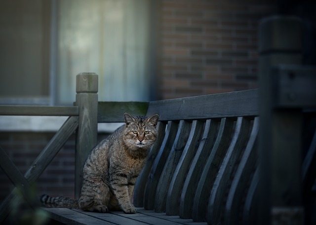 Free download bench cat feline pet wild stray free picture to be edited with GIMP free online image editor
