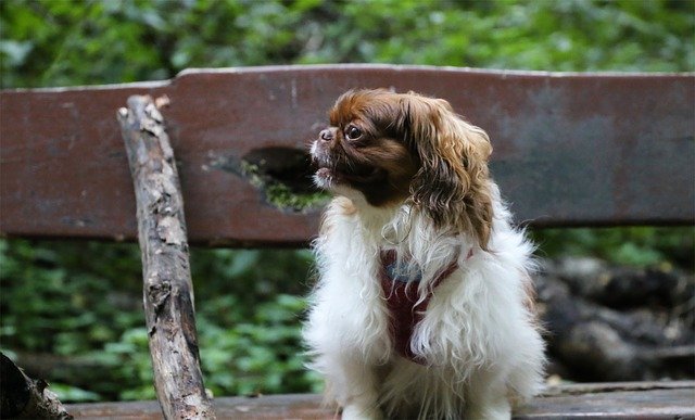 Unduh gratis Bench Dog Pet - foto atau gambar gratis untuk diedit dengan editor gambar online GIMP