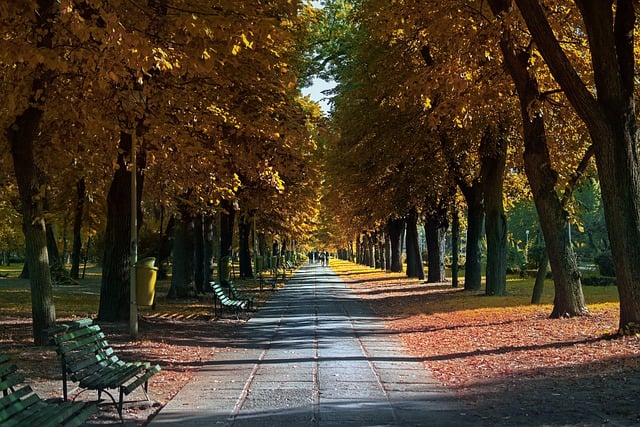 Free download benches alley park trees leaves free picture to be edited with GIMP free online image editor