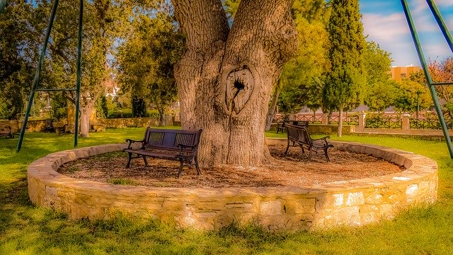 Download gratuito Benches Tree Park - foto o immagine gratuita da modificare con l'editor di immagini online di GIMP