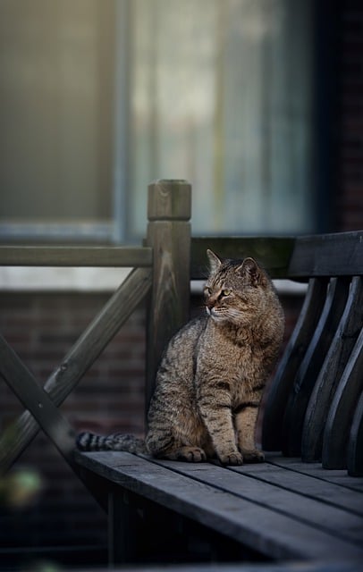 Free download bench stray cat wild animal free picture to be edited with GIMP free online image editor