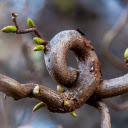 Bending tree  screen for extension Chrome web store in OffiDocs Chromium