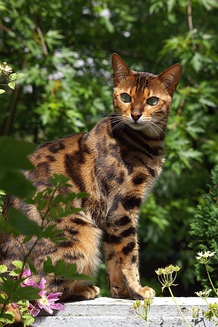 Free download bengal cat cat domestic animal fur free picture to be edited with GIMP free online image editor