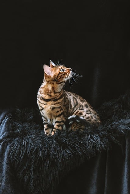Free download bengal cat cat pet animal free picture to be edited with GIMP free online image editor