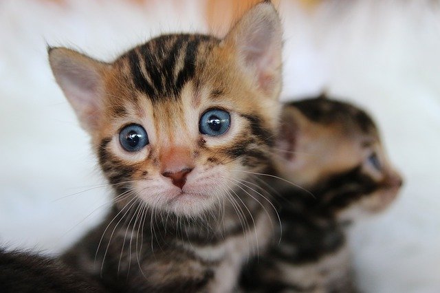 Descarga gratuita Bengal Cat Kitten: foto o imagen gratuita para editar con el editor de imágenes en línea GIMP